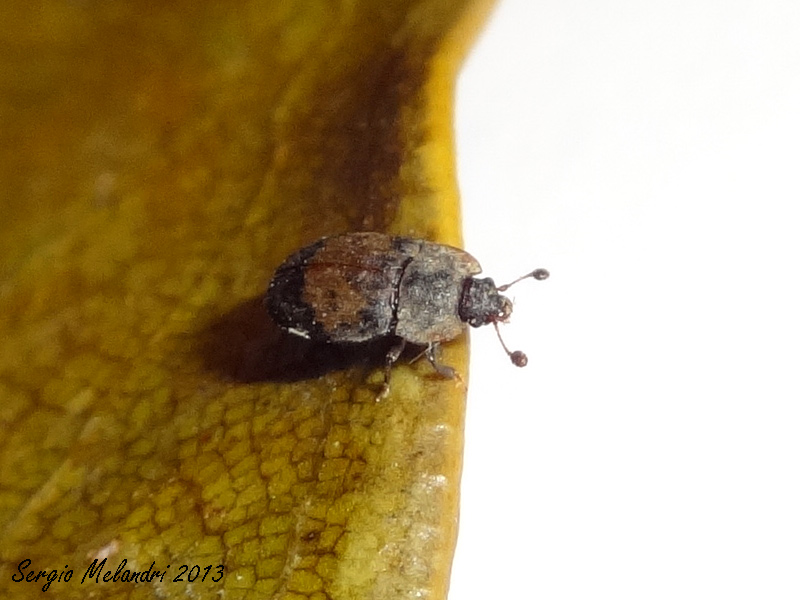 Da Identificare - Omosita discoidea (Nitidulidae)